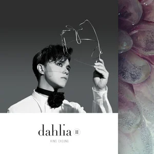 Dahlia II网赚项目-副业赚钱-互联网创业-资源整合HIRES SHOP